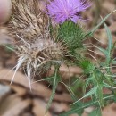 Cirsium vulgare (Savi) Ten.Cirsium vulgare (Savi) Ten.