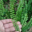 Asplenium trichomanes L. subsp. trichomanesAsplenium trichomanes L. subsp. trichomanes