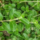 Veronica officinalis L.Veronica officinalis L.