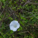 Calystegia sepium (L.) R. Br.Calystegia sepium (L.) R. Br.