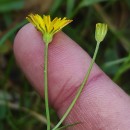 Crepis capillaris (L.) Wallr.Crepis capillaris (L.) Wallr.