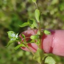 Stellaria media (L.) Vill.Stellaria media (L.) Vill.