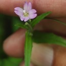 Epilobium obscurum Schreb.Epilobium obscurum Schreb.
