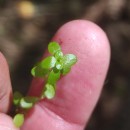 Callitriche stagnalis Scop.Callitriche stagnalis Scop.