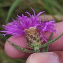 Centaurea nigra L. subsp. rivularis (Brot.) Cout.Centaurea nigra L. subsp. rivularis (Brot.) Cout.