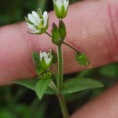 Cerastium holosteoides Fr.Cerastium holosteoides Fr.