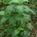 Scrophularia scorodonia L.Scrophularia scorodonia L.