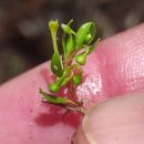 Montia fontana  L.Montia fontana  L.