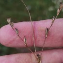 Juncus bufonius L.Juncus bufonius L.