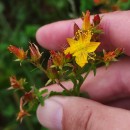 Hypericum undulatum Schousb. ex Willd.Hypericum undulatum Schousb. ex Willd.