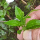 Mercurialis perennis L.Mercurialis perennis L.