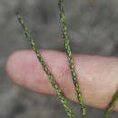 Digitaria ischaemum (Schreb.) Muhl.Digitaria ischaemum (Schreb.) Muhl.