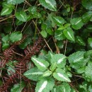 Lamium maculatum L.Lamium maculatum L.