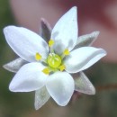 Spergula arvensis L.Spergula arvensis L.