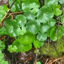 Umbilicus rupestris (Salisb.) DandyUmbilicus rupestris (Salisb.) Dandy