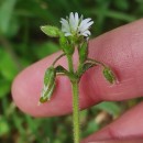 Cerastium fontanum Baumg. subsp. vulgare (Hartm.) Greuter & BurdetCerastium fontanum Baumg. subsp. vulgare (Hartm.) Greuter & Burdet