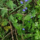 Pentaglottis sempervirens (L.) Tausch ex L.H. BaileyPentaglottis sempervirens (L.) Tausch ex L.H. Bailey