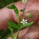 Stellaria alsine GrimmStellaria alsine Grimm