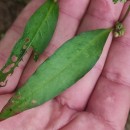 Persicaria maculosa GrayPersicaria maculosa Gray