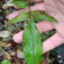 Eupatorium cannabinum  L.Eupatorium cannabinum L.
