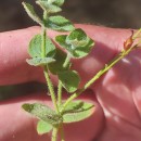 Hypericum elodes L.Hypericum elodes L.