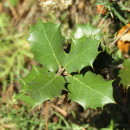 Quercus rotundifolia Lam.Quercus rotundifolia Lam.