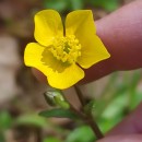 Ranunculus bulbosus  L.Ranunculus bulbosus  L.