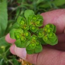 Euphorbia helioscopia  L.Euphorbia helioscopia  L.