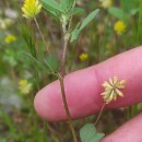 Trifolium dubium Sibth.Trifolium dubium Sibth.