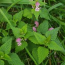 Lamium maculatum L.Lamium maculatum L.