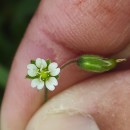 Cerastium fontanum Baumg. subsp. vulgare (Hartm.) Greuter & BurdetCerastium fontanum Baumg. subsp. vulgare (Hartm.) Greuter & Burdet
