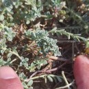 Alyssum gallaecicum (S.Ortiz) Španiel, Marhold & LihováAlyssum gallaecicum (S.Ortiz) Španiel, Marhold & Lihová