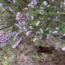 Erica erigena R. RossErica erigena R. Ross R.Ross