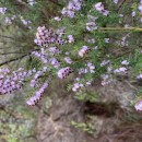 Erica erigena R. RossErica erigena R. Ross