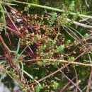 Sedum brevifolium DC.Sedum brevifolium DC.