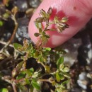 Polycarpon tetraphyllum (L.) L. subsp. tetraphyllumPolycarpon tetraphyllum (L.) L. subsp. tetraphyllum