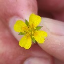 Potentilla erecta (L.) Raeusch.Potentilla erecta (L.) Raeusch.