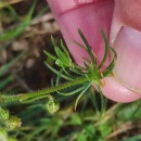 Spergula arvensis L.Spergula arvensis L.