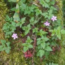 Geranium robertianum L.Geranium robertianum L.