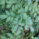 Fraxinus angustifolia VahlFraxinus angustifolia Vahl
