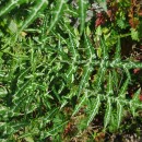 Galactites tomentosa MoenchGalactites tomentosa Moench