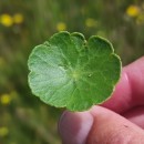 Hydrocotyle vulgaris L.Hydrocotyle vulgaris L.