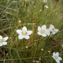 Parnassia palustris L.Parnassia palustris L.