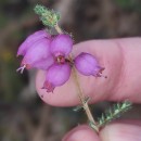 Erica ciliaris L.Erica ciliaris L.