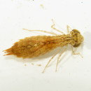 AESHNIDAE sp. Rambur, 1842AESHNIDAE sp. Rambur, 1842