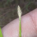 Eleocharis acicularis (L.) Roem. & Schult.Eleocharis acicularis (L.) Roem. & Schult.