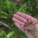 Juncus bufonius L.Juncus bufonius L.