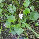 Viola palustris L.Viola palustris L.