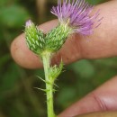 Cirsium palustre (L.) Coss. ex Scop.Cirsium palustre (L.) Coss. ex Scop.