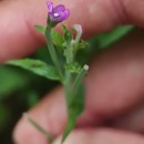 Epilobium obscurum Schreb.Epilobium obscurum Schreb.